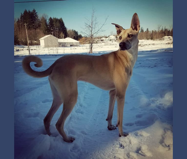 Loki, a Formosan Mountain Dog tested with EmbarkVet.com