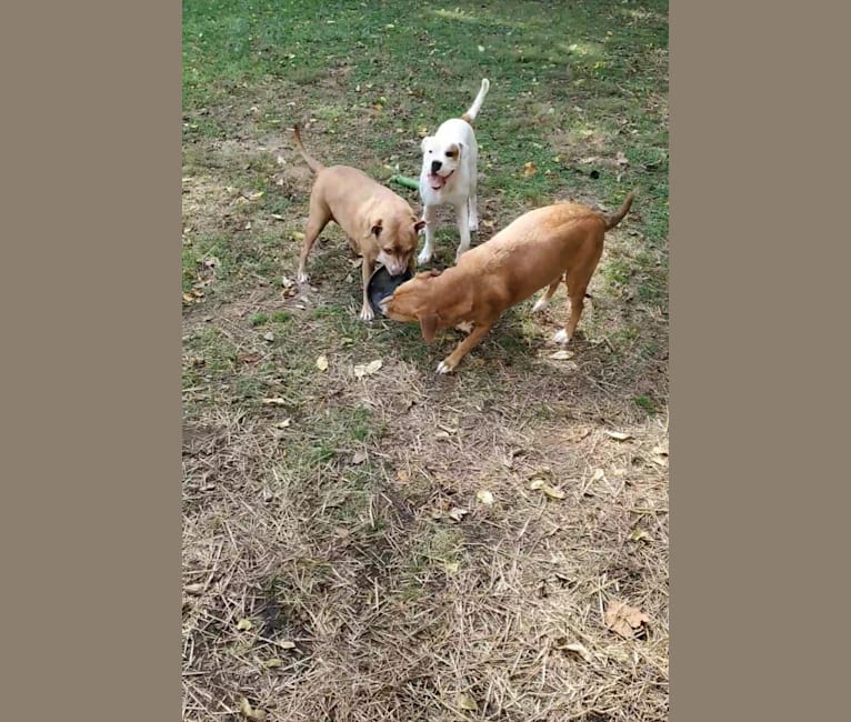 Thorsen, a Boxer and Saint Bernard mix tested with EmbarkVet.com