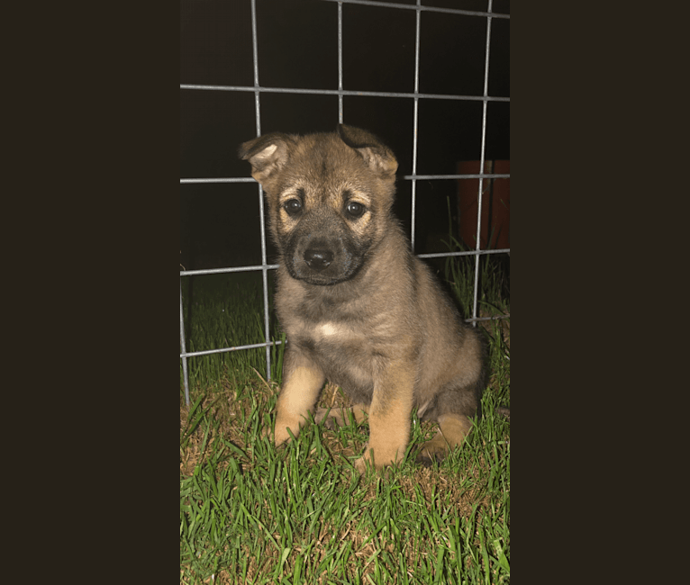 Photo of Kaia Rose, a German Shepherd Dog and American Pit Bull Terrier mix in Conyers, Georgia, USA