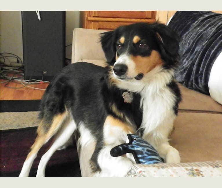 Sadie, a Collie and Border Collie mix tested with EmbarkVet.com