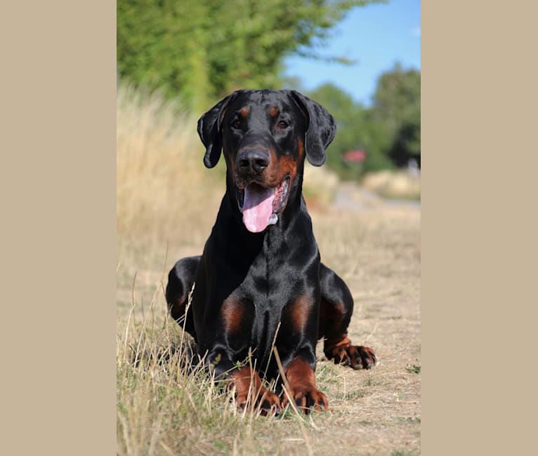 Tyson, a Doberman Pinscher tested with EmbarkVet.com