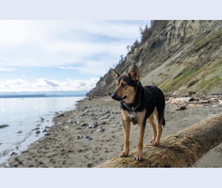 Jasper, a Siberian Husky and German Shepherd Dog mix tested with EmbarkVet.com