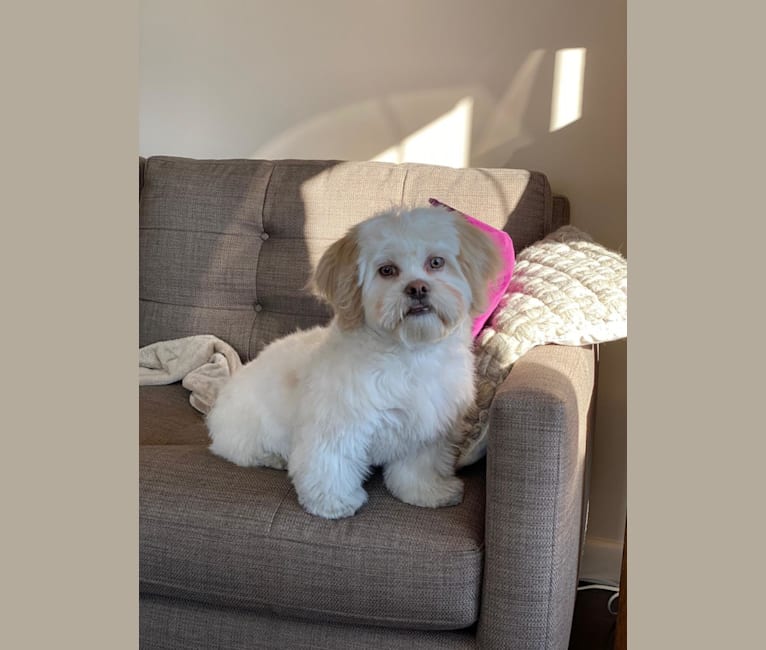 Bichon frise 2025 pekingese mix