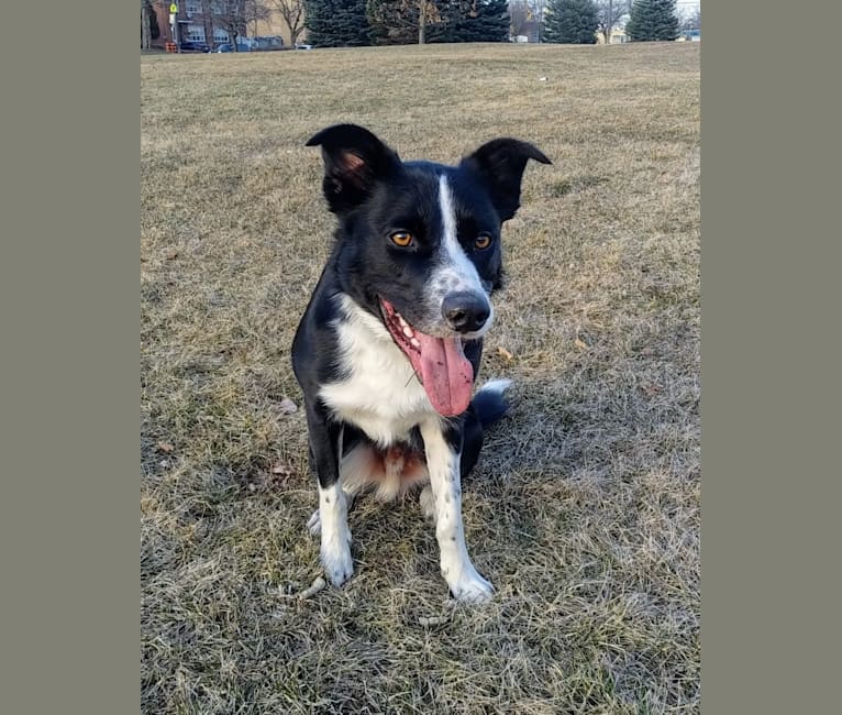 Quin, a Border Collie and Australian Cattle Dog mix tested with EmbarkVet.com