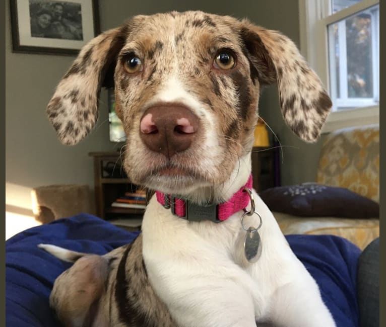 Bean, an Australian Shepherd and German Shorthaired Pointer mix tested with EmbarkVet.com