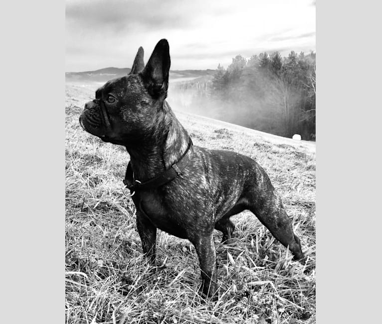 Lilly, a French Bulldog tested with EmbarkVet.com