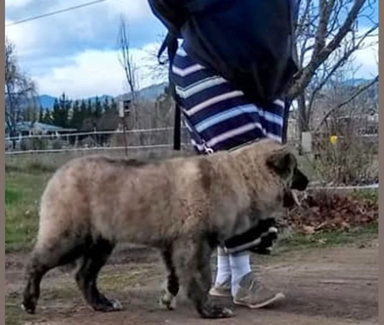 Leonberger malamute mix 2025