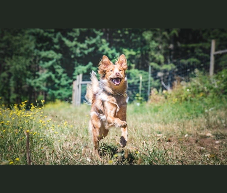 Hunter (2018 test), an Australian Cattle Dog and American Pit Bull Terrier mix tested with EmbarkVet.com