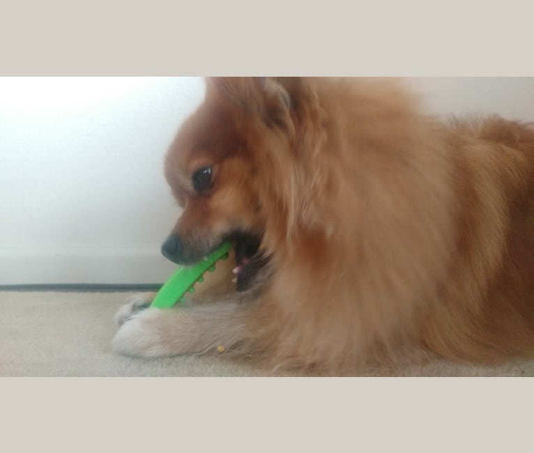 Bear, a Pomeranian tested with EmbarkVet.com