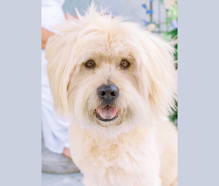Photo of Kimo, a Lhasa Apso, Chow Chow, and American Pit Bull Terrier mix in San Diego, California, USA