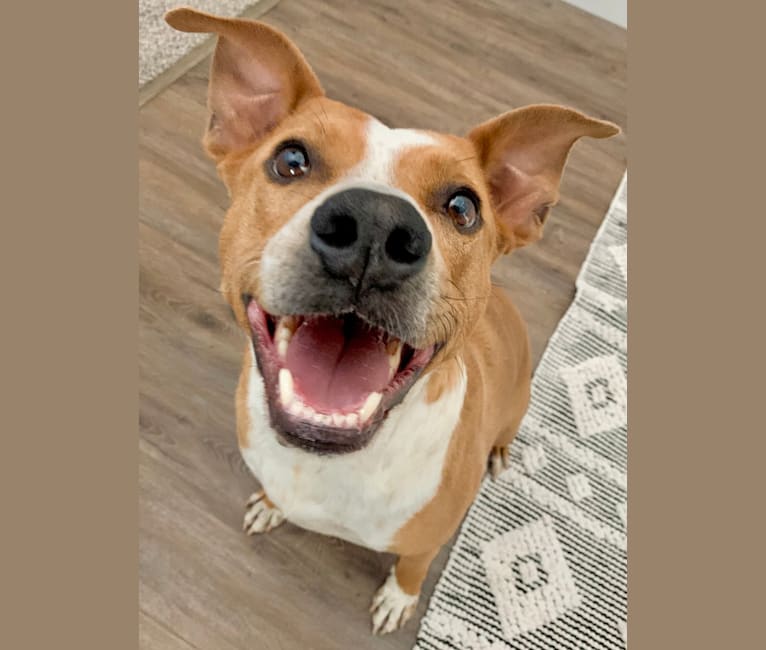 Brock, an Australian Cattle Dog and American Pit Bull Terrier mix tested with EmbarkVet.com