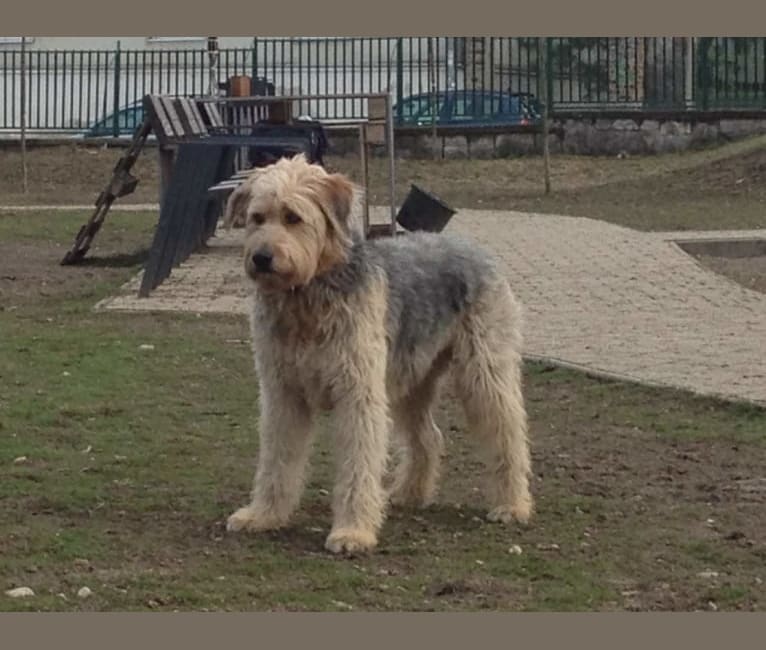 Pufi, a German Shepherd Dog and Puli mix tested with EmbarkVet.com