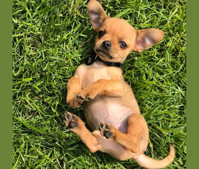 Oso, a Chihuahua and Dachshund mix tested with EmbarkVet.com
