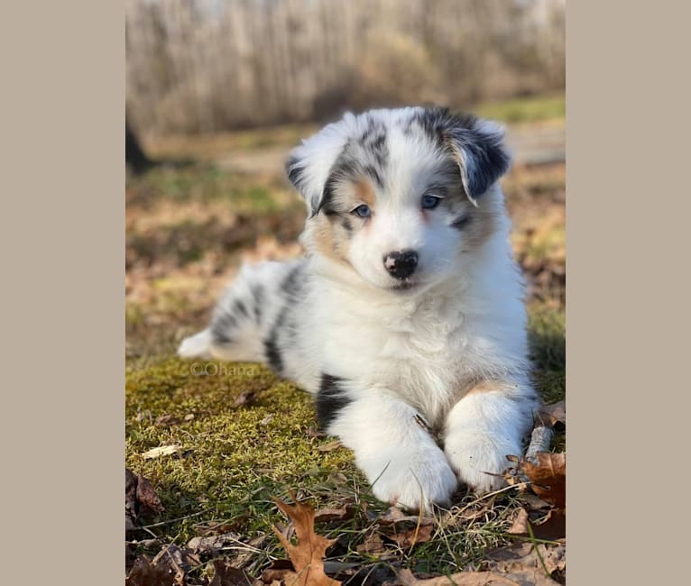 Peekaboo, an Australian Shepherd tested with EmbarkVet.com