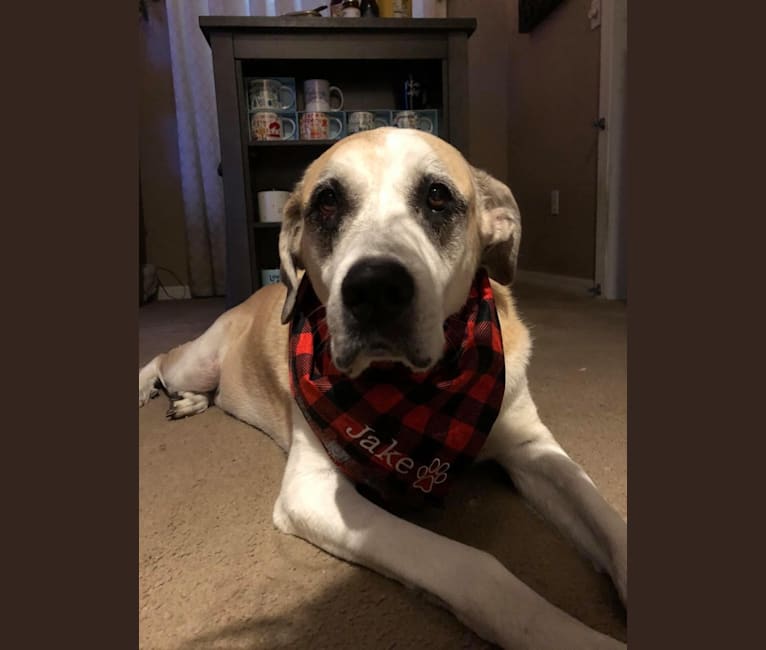 Jake, a Great Pyrenees and American Staffordshire Terrier mix tested with EmbarkVet.com