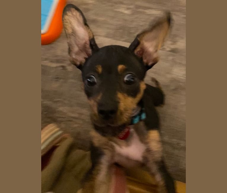 Photo of Maverick, a Chihuahua, Pomeranian, Dachshund, and Miniature/MAS-type Australian Shepherd mix in Austin Pets Alive!, West Cesar Chavez Street, Austin, TX, USA