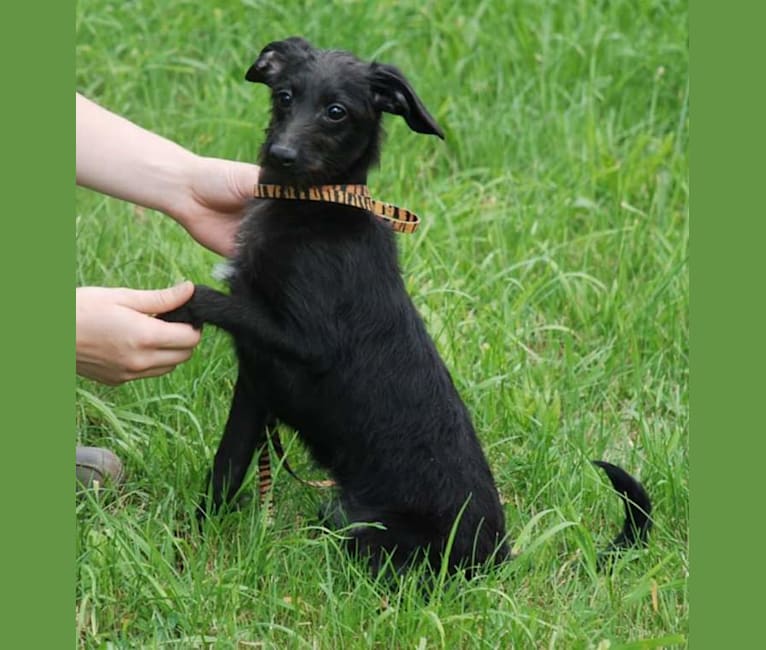 Miss Gracie Mansion OA OAJ NF, an Italian Greyhound and Poodle (Small) mix tested with EmbarkVet.com