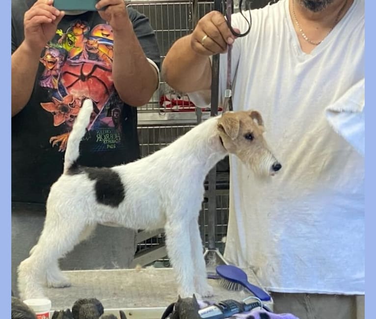 Lani, a Wire Fox Terrier tested with EmbarkVet.com