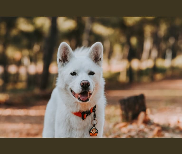 Nuru, a Japanese or Korean Village Dog and Jindo mix tested with EmbarkVet.com