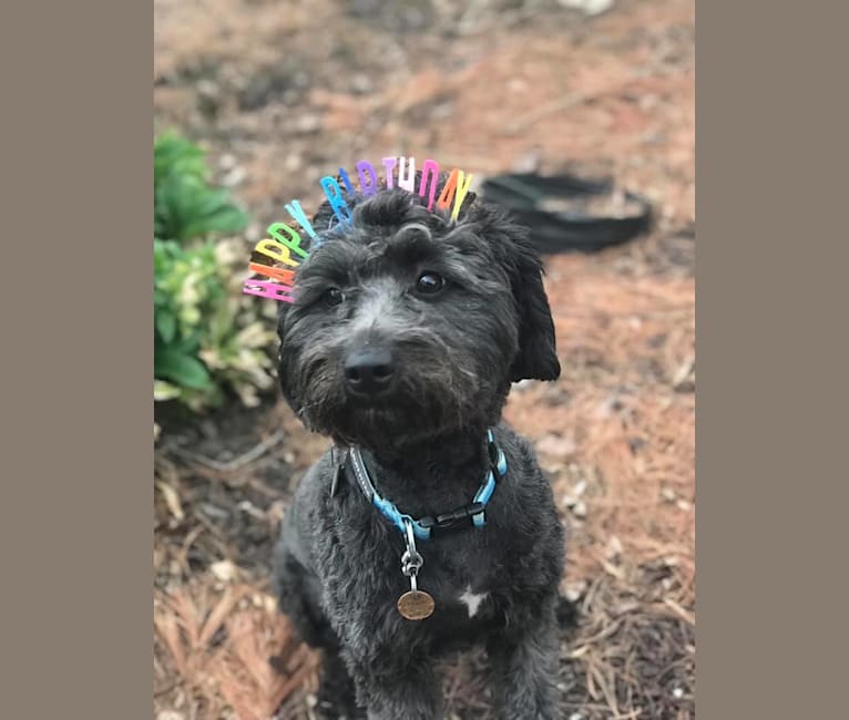 Bluebonnet, a Poodle (Small) and American Pit Bull Terrier mix tested with EmbarkVet.com