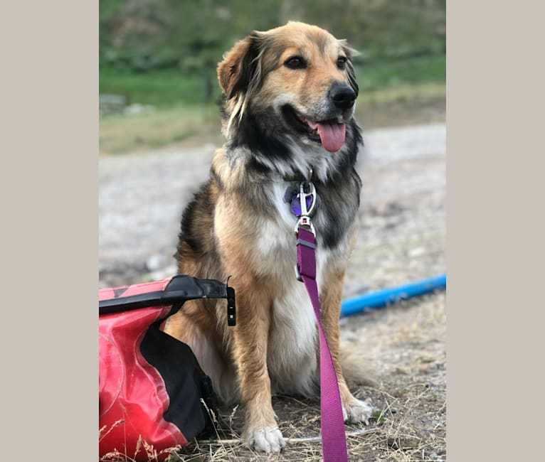 Akela, an American Pit Bull Terrier and Australian Cattle Dog mix tested with EmbarkVet.com