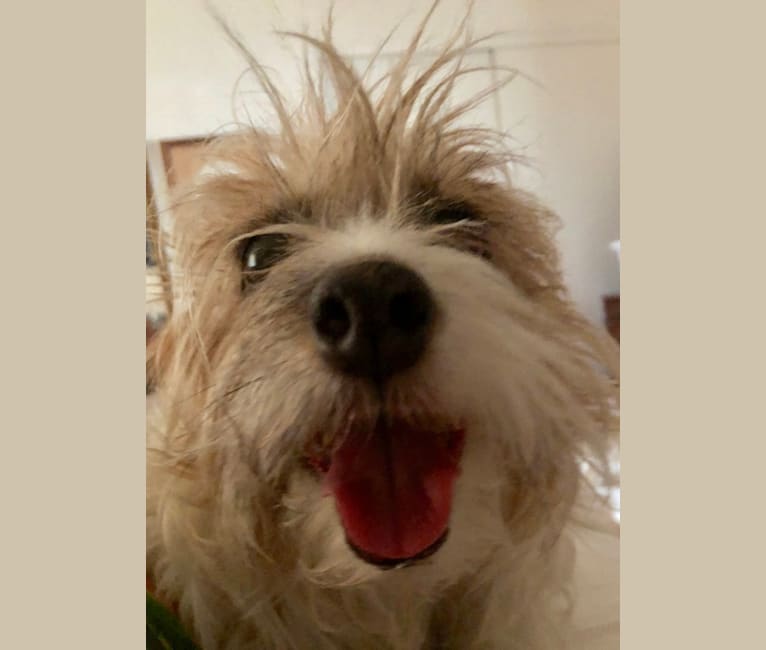 Puff, a Russell-type Terrier tested with EmbarkVet.com