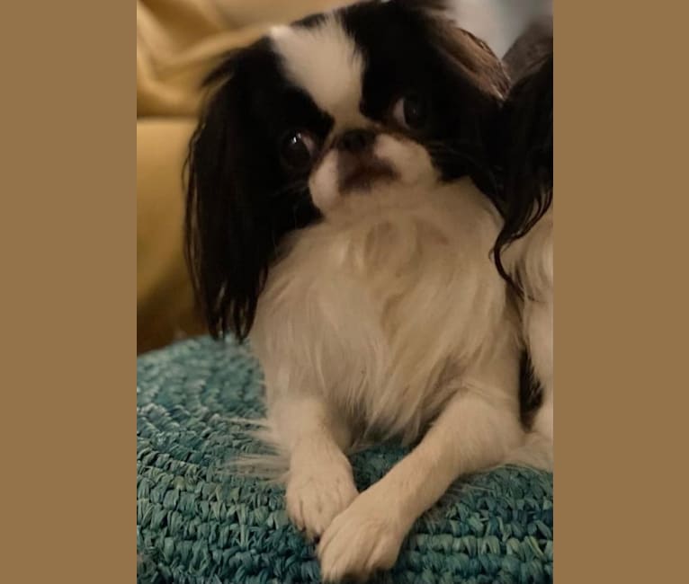 Maisie, a Japanese Chin tested with EmbarkVet.com