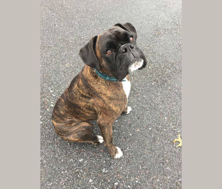 Murray, a Boxer tested with EmbarkVet.com