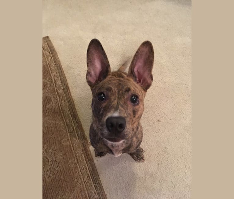 Cupboard “Cubby”, a Dachshund and American Bulldog mix tested with EmbarkVet.com