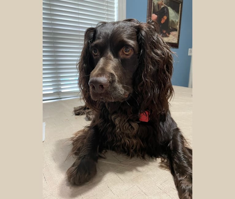 Beaux, a Boykin Spaniel tested with EmbarkVet.com