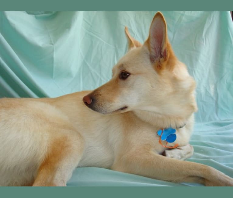 Trixie, a German Shepherd Dog and Pomeranian mix tested with EmbarkVet.com