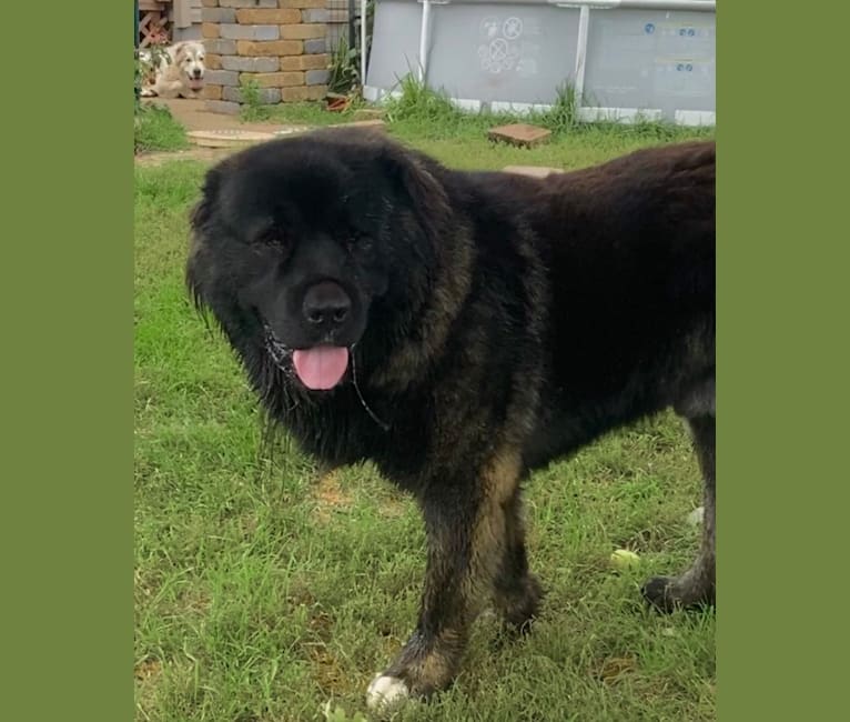 Black outlet caucasian shepherd