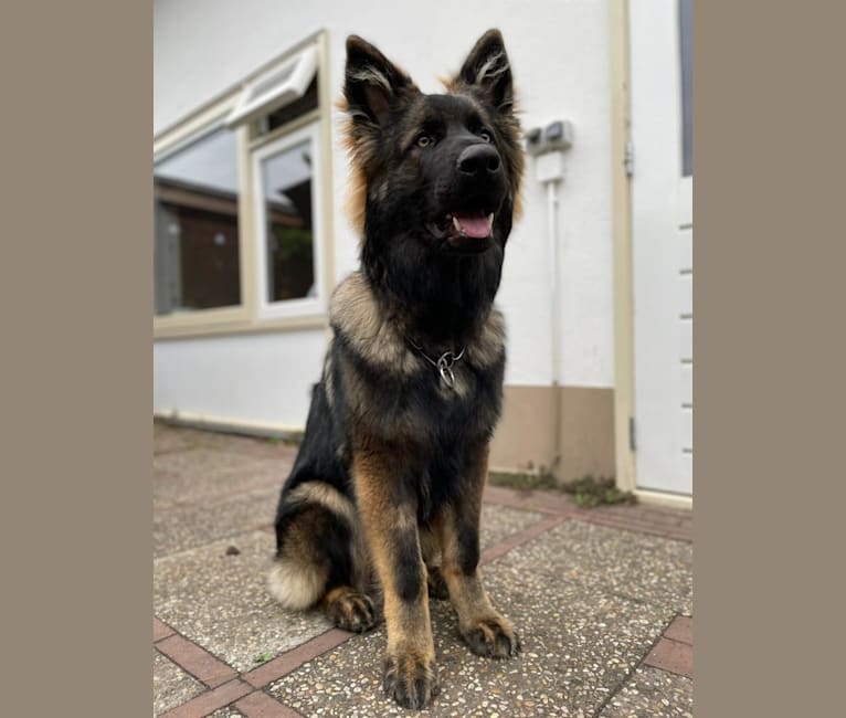 Venom, a German Shepherd Dog tested with EmbarkVet.com