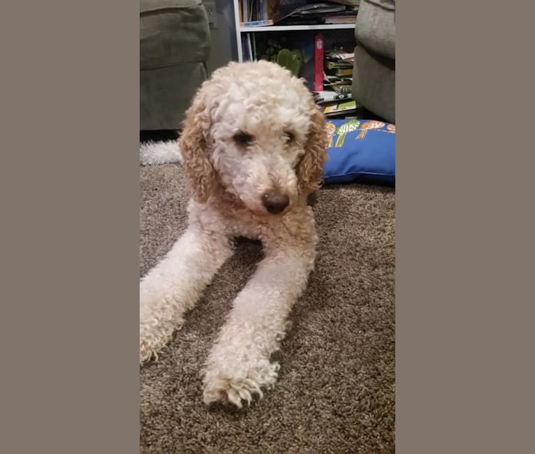 Winchester, a Poodle (Standard) tested with EmbarkVet.com