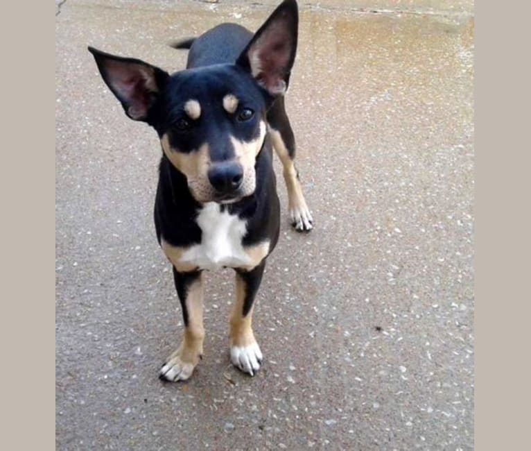Cur new arrivals terrier mix