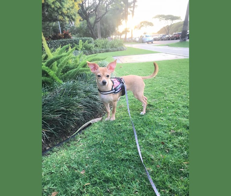 Photo of Ocean, a Chihuahua, Pomeranian, Russell-type Terrier, and Mixed mix in Hawaii, USA