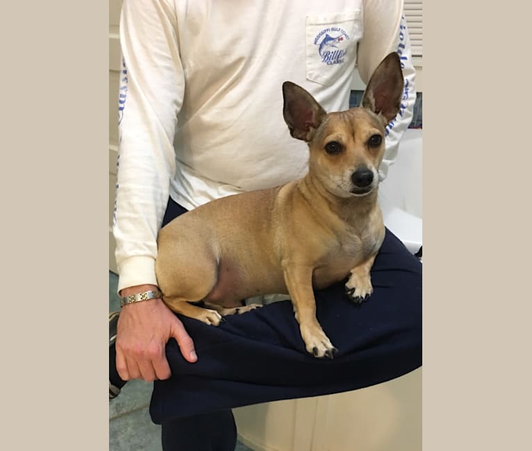 Louis, a Rat Terrier and Chihuahua mix tested with EmbarkVet.com