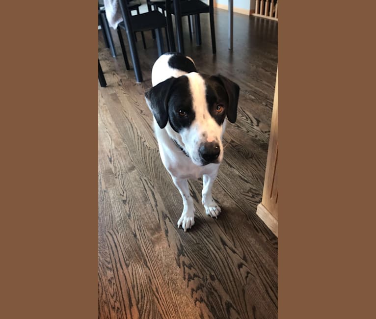 Embark Dog DNA Test Breed