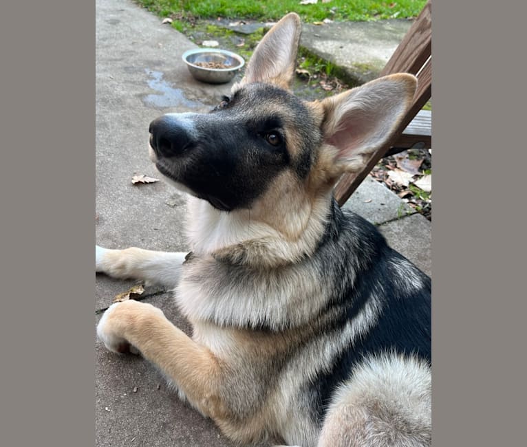 Mac, a German Shepherd Dog tested with EmbarkVet.com