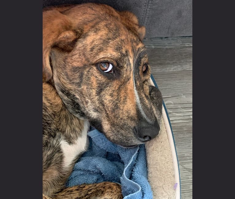 Whiskey, a Mountain Cur tested with EmbarkVet.com