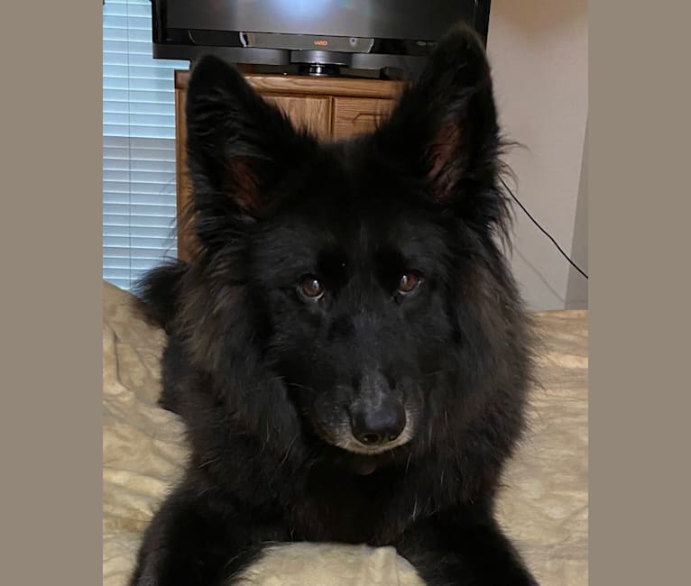 Black german online shepherd chow mix