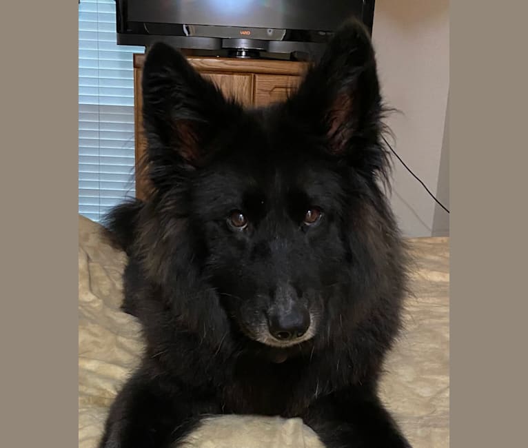 Lacy, a German Shepherd Dog and Chow Chow mix tested with EmbarkVet.com