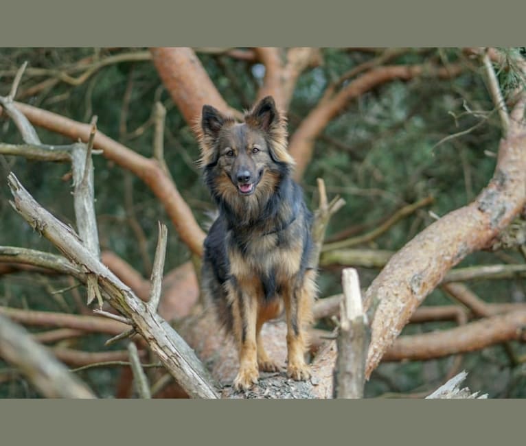 Bente, a German Shepherd Dog (9.0% unresolved) tested with EmbarkVet.com