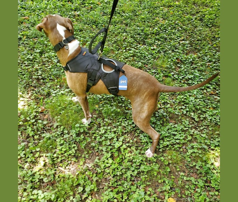 Armani, a Staffordshire Terrier and Boxer mix tested with EmbarkVet.com