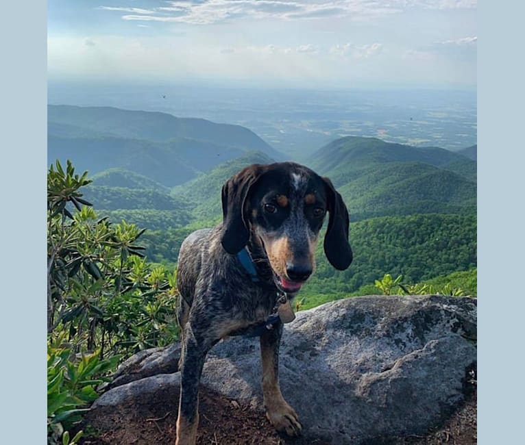 Photo of Odin, a Bluetick Coonhound  in Tennessee, USA