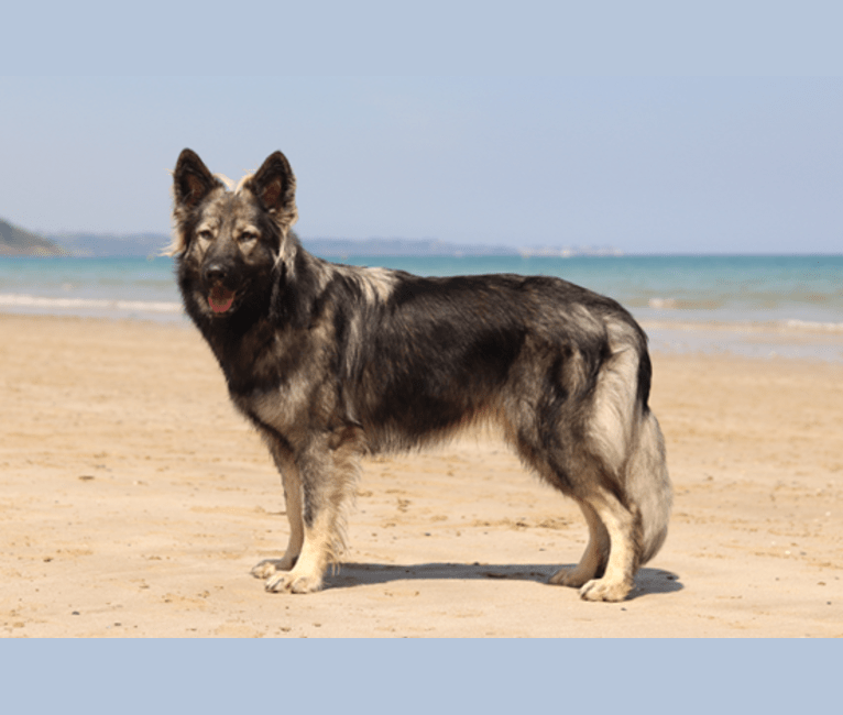 Photo of C'haërys, a German Shepherd Dog  in Oberhaslach, France