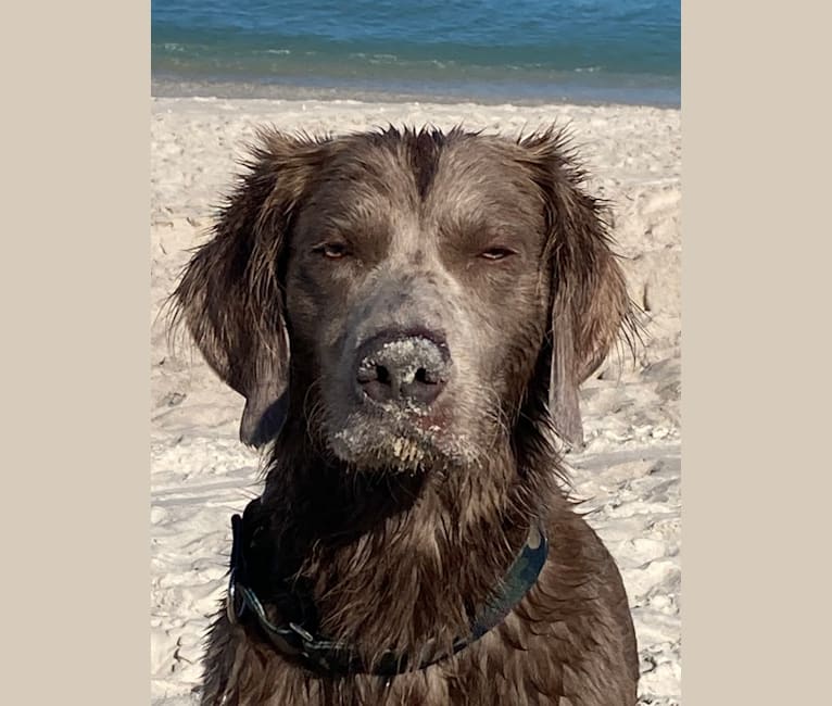 Riley, a Weimaraner tested with EmbarkVet.com