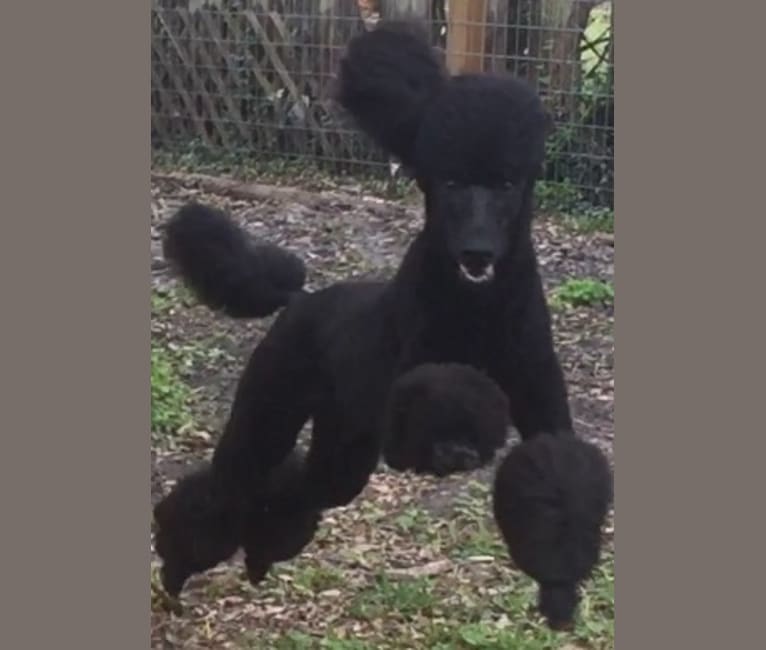 Tempi, a Poodle (Standard) tested with EmbarkVet.com