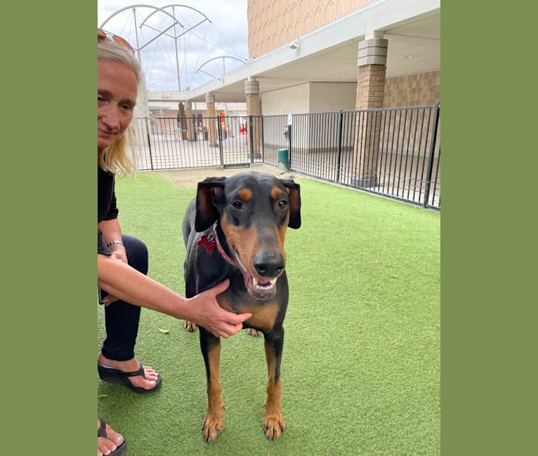 Dolly, a Doberman Pinscher (4.8% unresolved) tested with EmbarkVet.com