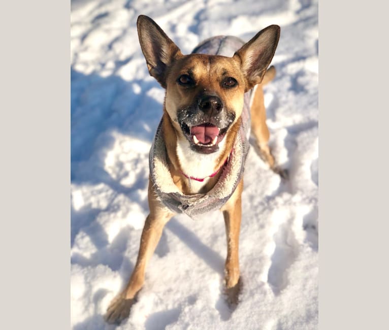 Harper, a German Shepherd Dog and Boston Terrier mix tested with EmbarkVet.com